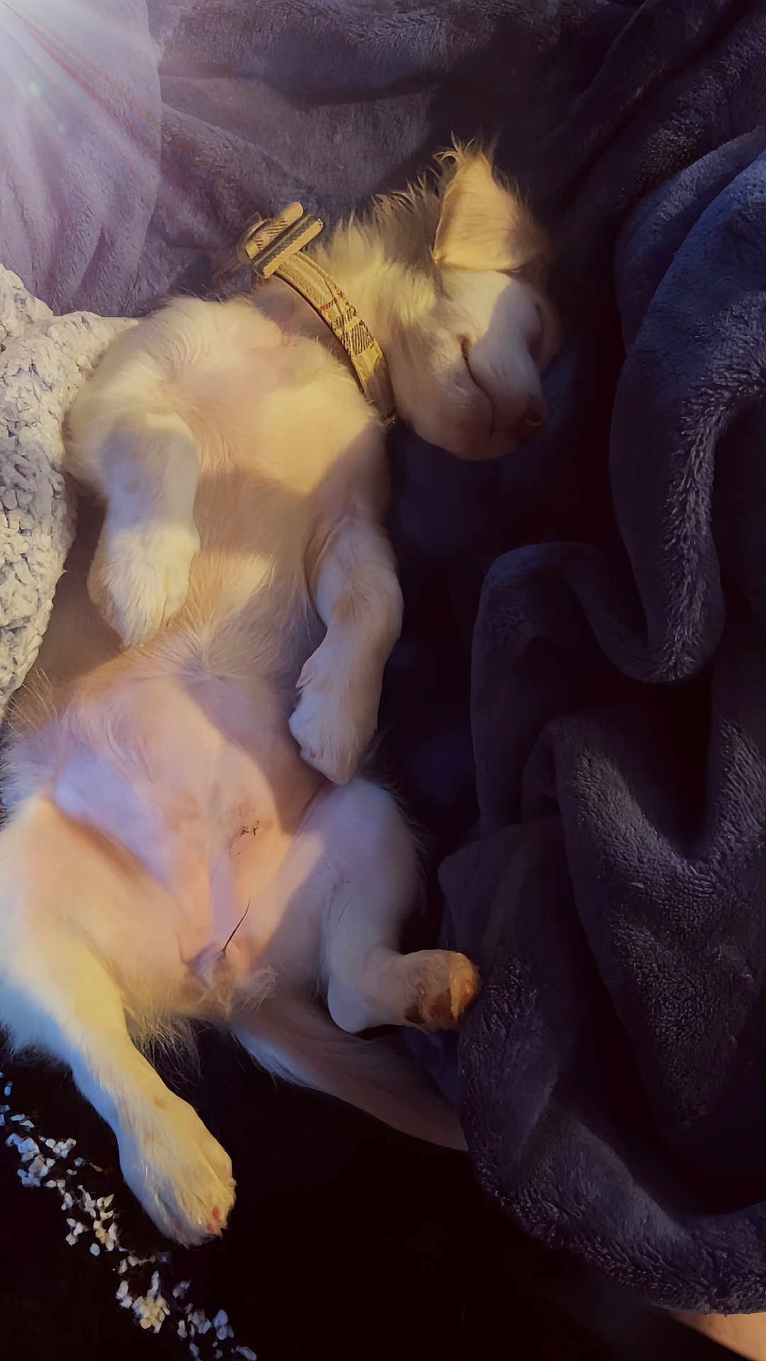 Elsa