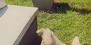 Elsa joined the competition — help win amazing prizes! dog, grass, outdoor, plant, flag, chair, cushion, sunlight, leaping, playful, pet, yard, shadow, daytime, animal, furniture, greenery, summer, small_dog, happy