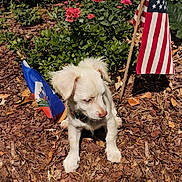Elsa joined the competition — help win amazing prizes! puppy, dog, white_dog, flowers, pink_flowers, mulch, dry_leaves, greenery, american_flag, haitian_flag, garden, outdoor, pet, young_dog, collar, sunlight, nature, plant, small_dog, cute