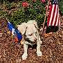 puppy, dog, white_dog, flowers, pink_flowers, mulch, dry_leaves, greenery, american_flag, haitian_flag, garden, outdoor, pet, young_dog, collar, sunlight, nature, plant, small_dog, cute