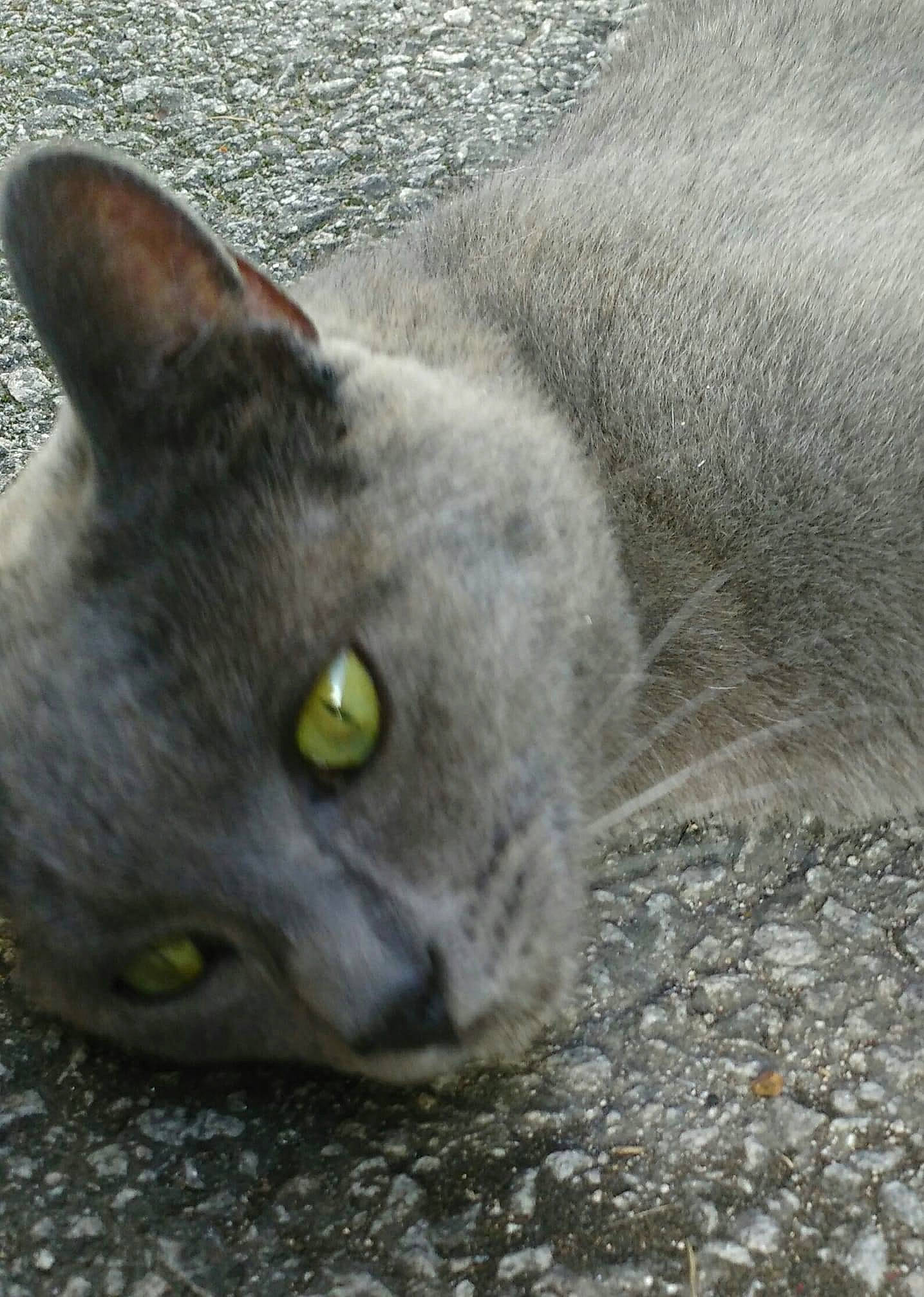 Pikachu participe au concours pour gagner de l'argent avec cette photo : carnivore, cat, domestic_short_haired_cat, eye, felidae, fur, grey, head, human_body, iris, russian_blue, small_to_medium_sized_cats, snout, terrestrial_animal, whiskers, wildlife, window