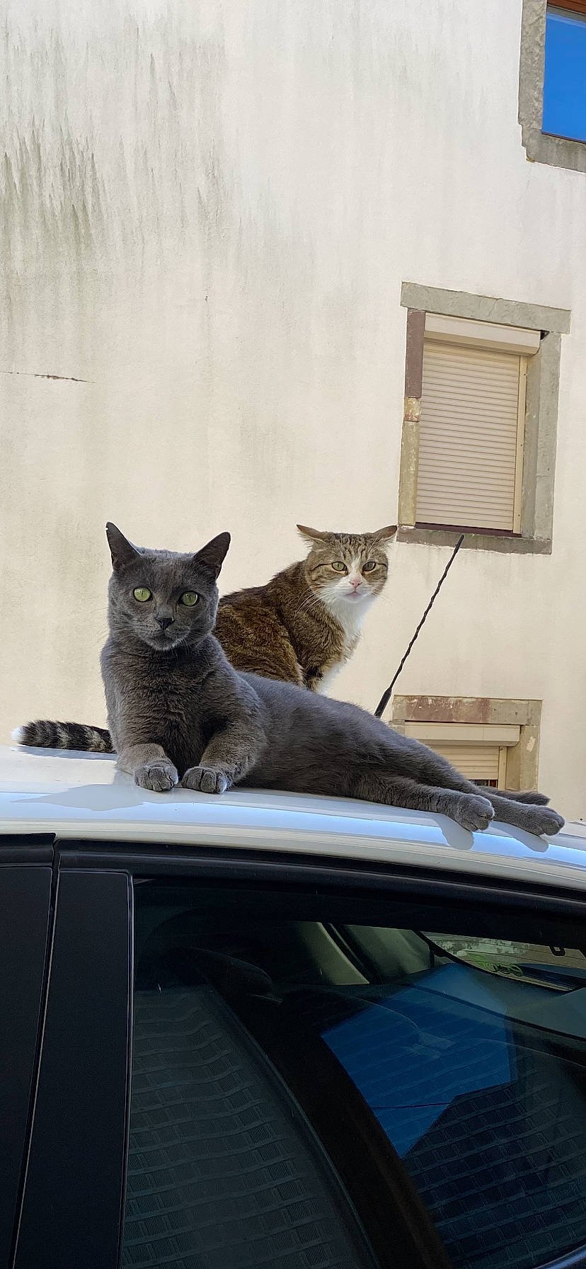 Pikachu participe au concours pour gagner de l'argent avec cette photo : automotive_exterior, automotive_window_part, carnivore, cat, comfort, domestic_short_haired_cat, felidae, grey, hood, motor_vehicle, russian_blue, small_to_medium_sized_cats, tail, vehicle, vertebrate, whiskers, window, windscreen_wiper, windshield, wood