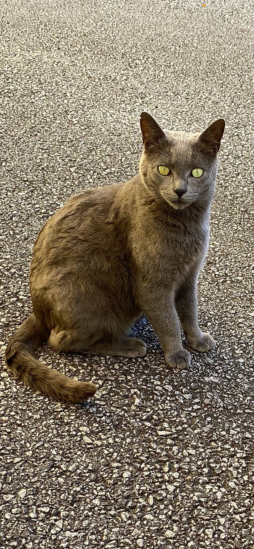 Pikachu participe au concours pour gagner de l'argent avec cette photo : carnivore, cat, claw, domestic_short_haired_cat, felidae, fur, paw, road_surface, small_to_medium_sized_cats, snout, tail, terrestrial_animal, whiskers, wildlife, window