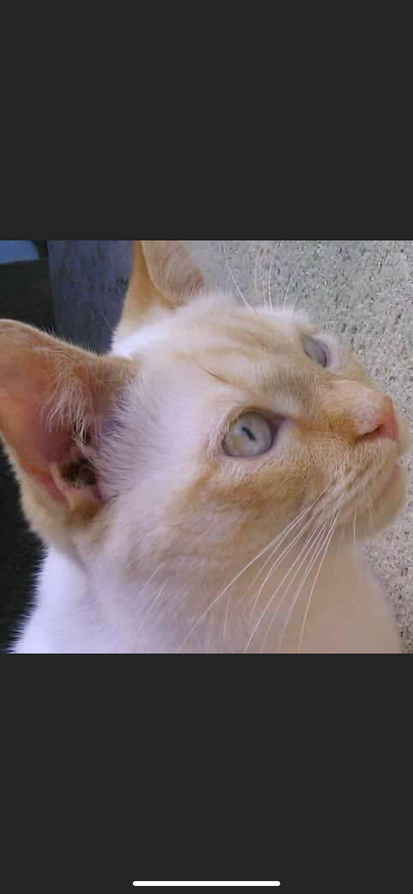 Baby participe au concours pour gagner de l'argent avec cette photo : carnivore, cat, domestic_short_haired_cat, ear, fawn, felidae, fur, head, small_to_medium_sized_cats, snout, tail, whiskers, window