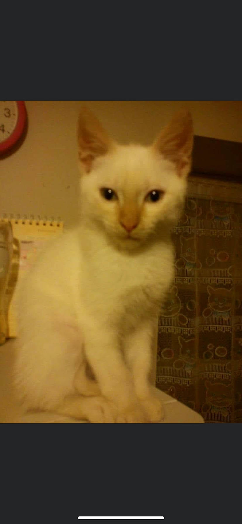 Baby a rejoint le concours — aidez-le/la à gagner de superbes lots ! carnivore, cat, domestic_short_haired_cat, eye, fawn, felidae, fur, head, small_to_medium_sized_cats, snout, tail, terrestrial_animal, whiskers