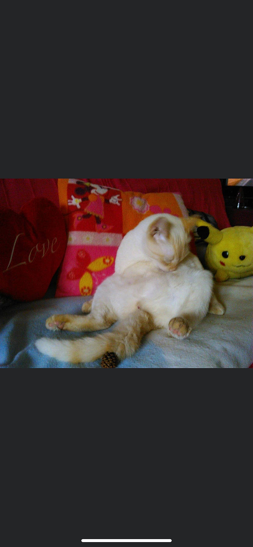 Baby a rejoint le concours — aidez-le/la à gagner de superbes lots ! carnivore, comfort, companion_dog, dog_breed, fawn, felidae, fur, paw, room, sporting_group, still_life, stuffed_toy, tail, toy