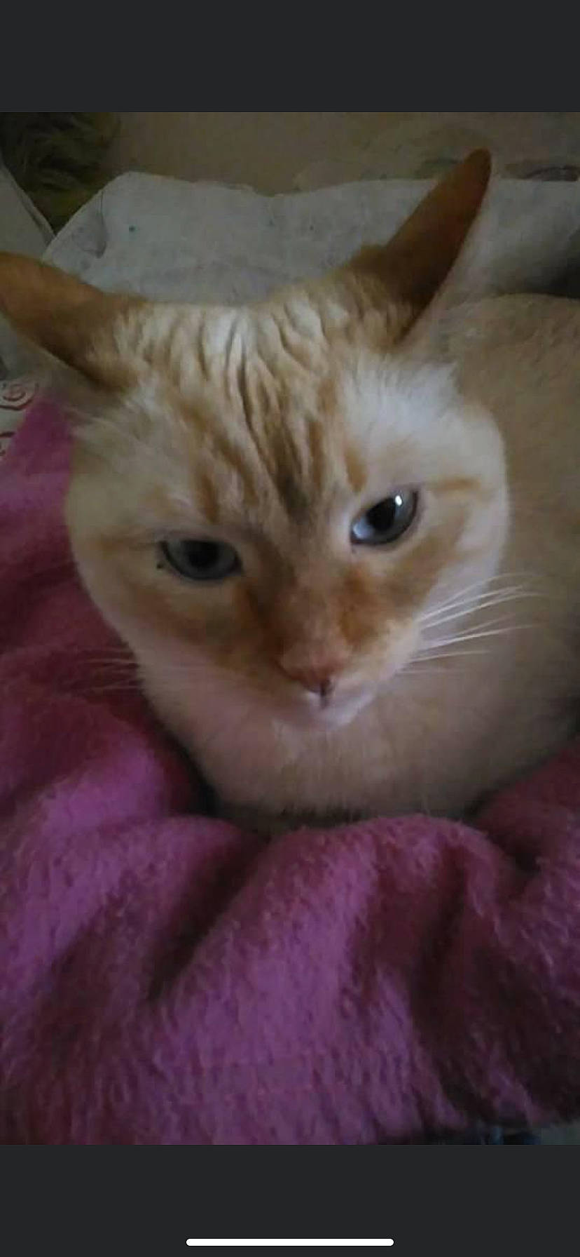 Baby a rejoint le concours — aidez-le/la à gagner de superbes lots ! carnivore, cat, claw, domestic_short_haired_cat, fawn, felidae, fur, magenta, paw, small_to_medium_sized_cats, snout, tail, terrestrial_animal, whiskers