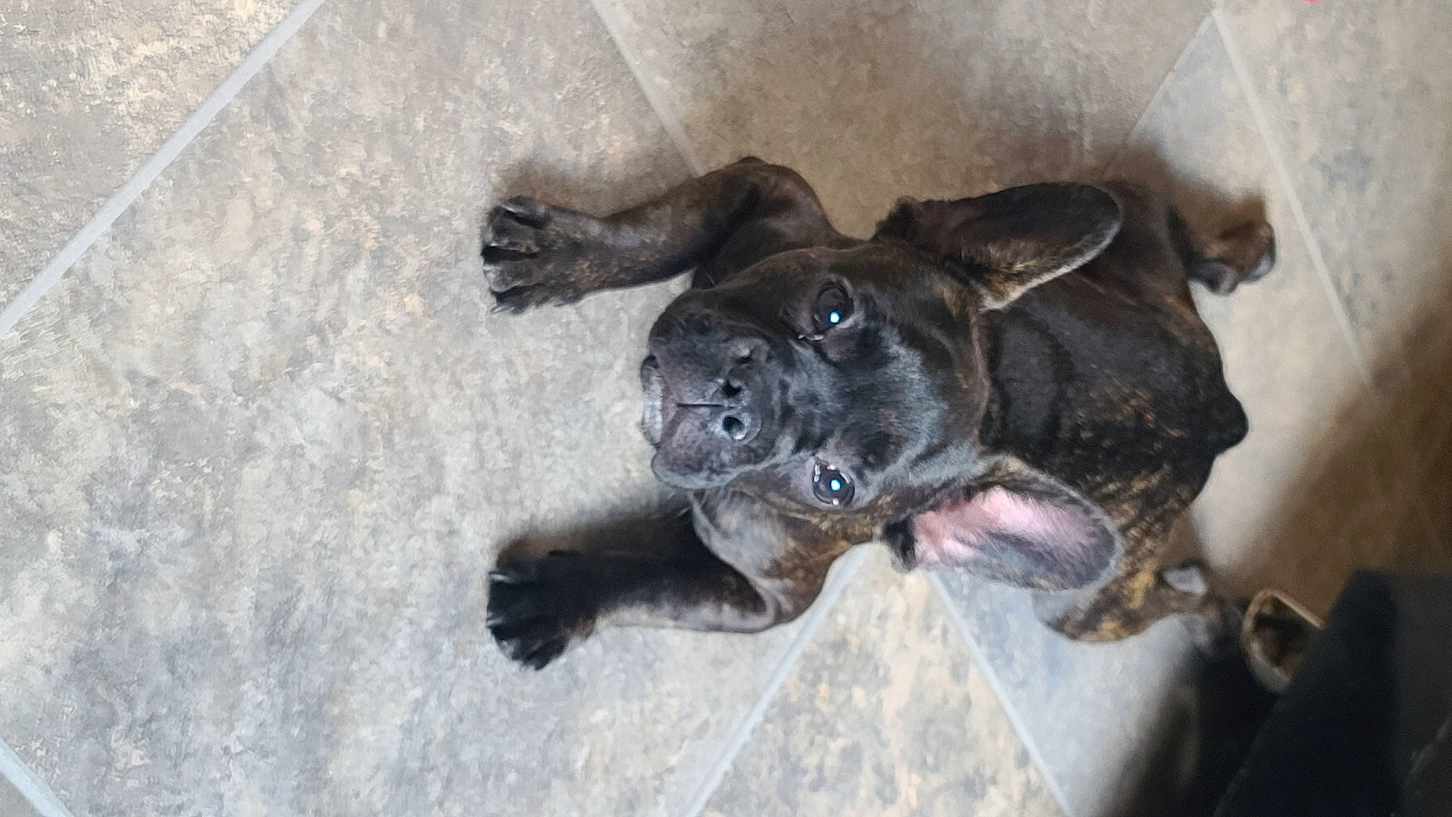 Jax joined the competition — help win amazing prizes! canidae, carnivore, companion_dog, dog, dog_breed, dog_supply, fawn, fur, guard_dog, liver, molosser, paw, snout, sporting_group, tail, terrestrial_animal, toy_dog, whiskers, working_animal, wrinkle