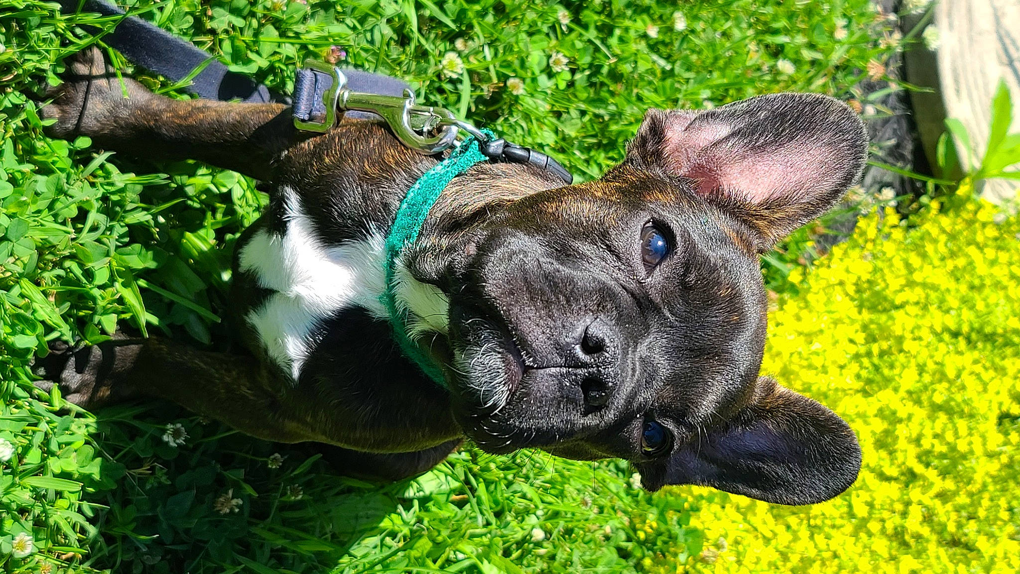 Jax joined the competition — help win amazing prizes! carnivore, collar, companion_dog, dog, dog_breed, ear, fawn, flower, grass, groundcover, mammal, plant, snout, sporting_group, terrestrial_animal, terrestrial_plant, vertebrate, whiskers, wildlife, working_animal