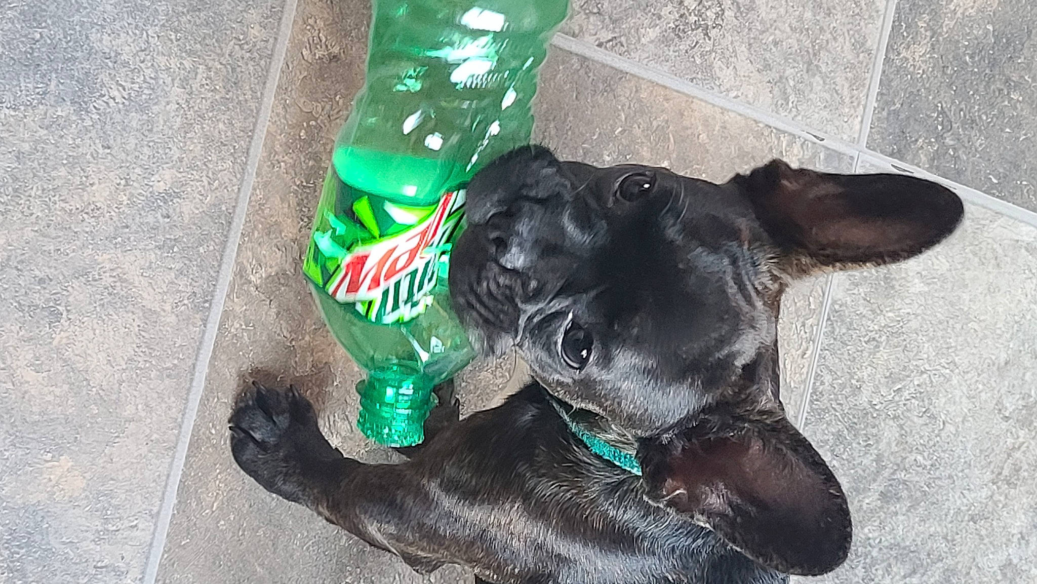 Jax joined the competition — help win amazing prizes! ball, borador, bottle, carnivore, collar, companion_dog, dog, dog_breed, dog_collar, dog_supply, fawn, fur, guard_dog, paw, personal_protective_equipment, pet_supply, snout, tail, whiskers, working_animal