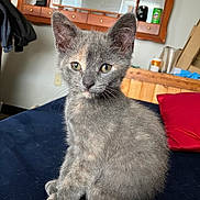 Atlas joined the competition — help win amazing prizes! kitten, gray_cat, cat, pet, animal, feline, sitting, indoor, curious, fur, whiskers, ears, eyes, home, pillow, furniture, shelf, cozy, cute, domestic