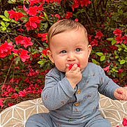 Noah is registered to the contest to win money with this photo: baby, child, flower_petals, red_flowers, green_leaves, blanket, outdoor, garden, nature, cute, sitting, blue_outfit, brown_socks, curious, face, hand, footwear, plant, portrait, daylight