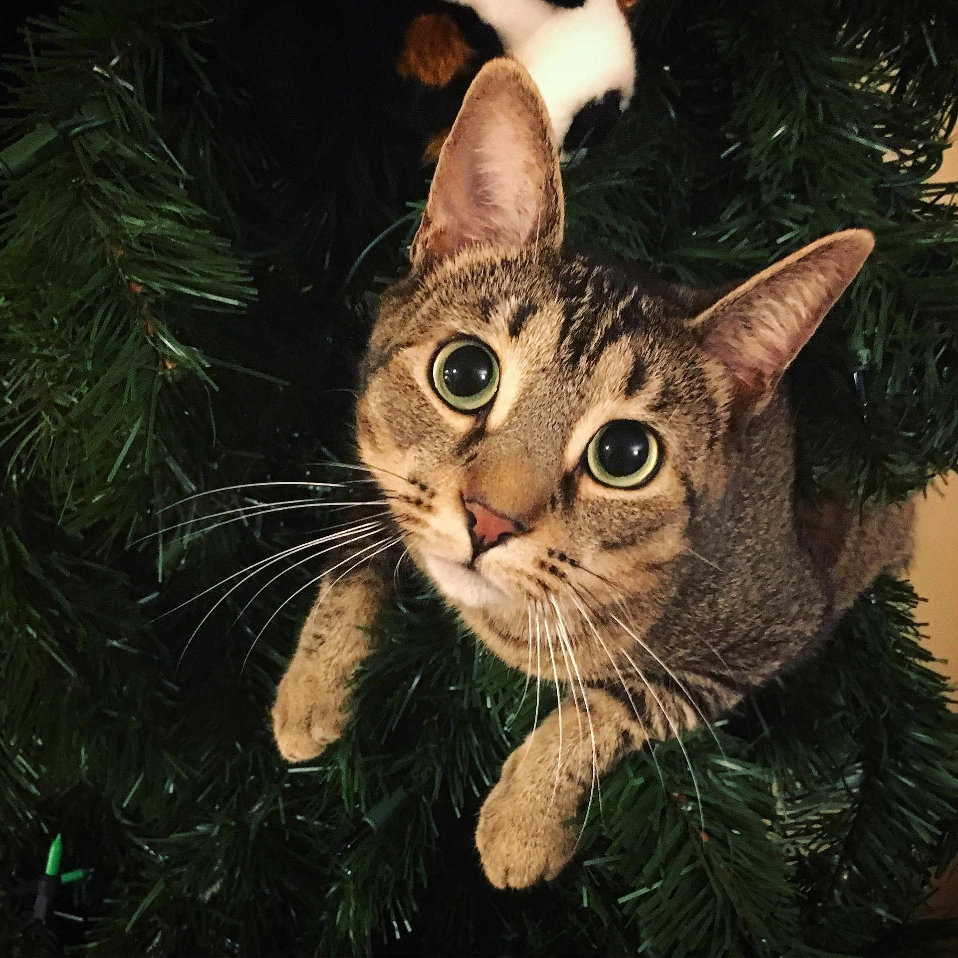 Sienna is registered to the contest to win money with this photo: cat, cat_like_mammal, christmas, christmas_decoration, domestic_short_haired_cat, european_shorthair, kitten, small_to_medium_sized_cats, snout, tabby_cat, whiskers