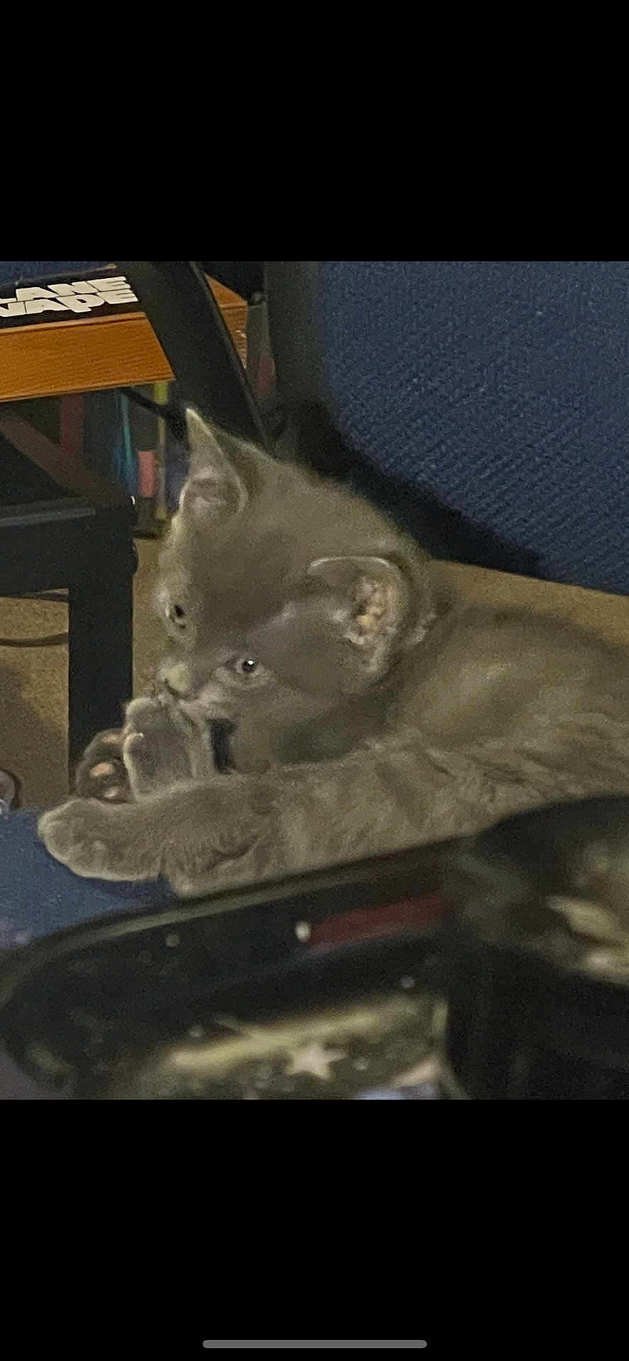 Rowena is registered to the contest to win money with this photo: kitten, gray_cat, indoor, chair, paw, furniture, cute, pet, animal, feline, resting, cozy, closeup, young_cat, domestic_cat, furry, whiskers, ears, playful, relaxed
