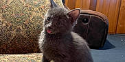 Rowena joined the competition — help win amazing prizes! kitten, cat, gray_cat, tongue_out, sitting, couch, patterned_fabric, indoor, wood_paneling, decorations, halloween, pumpkin, shelf, cozy, pet, feline, cute, furry, small, playful