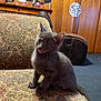 kitten, cat, gray_cat, tongue_out, sitting, couch, patterned_fabric, indoor, wood_paneling, decorations, halloween, pumpkin, shelf, cozy, pet, feline, cute, furry, small, playful