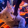Rowena is registered to the contest to win money with this photo: cat, gray_cat, paw, blanket, orange, black, indoor, closeup, cute, pet, animal, curious, feline, face, whiskers, playful, cozy, soft, tongue, relaxed