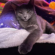 Rowena joined the competition — help win amazing prizes! cat, gray_cat, pet, feline, animal, cozy, blanket, stretching, relaxed, indoor, fur, paw, face, cute, domestic_animal, resting, soft_lighting, purple_hue, close_up, comfort