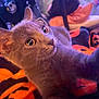 Rowena is registered to the contest to win money with this photo: cat, gray_cat, pet, feline, close_up, curious, eyes, whiskers, fur, blanket, orange, black, cozy, indoor, soft_light, animal, cute, portrait, resting, young_cat