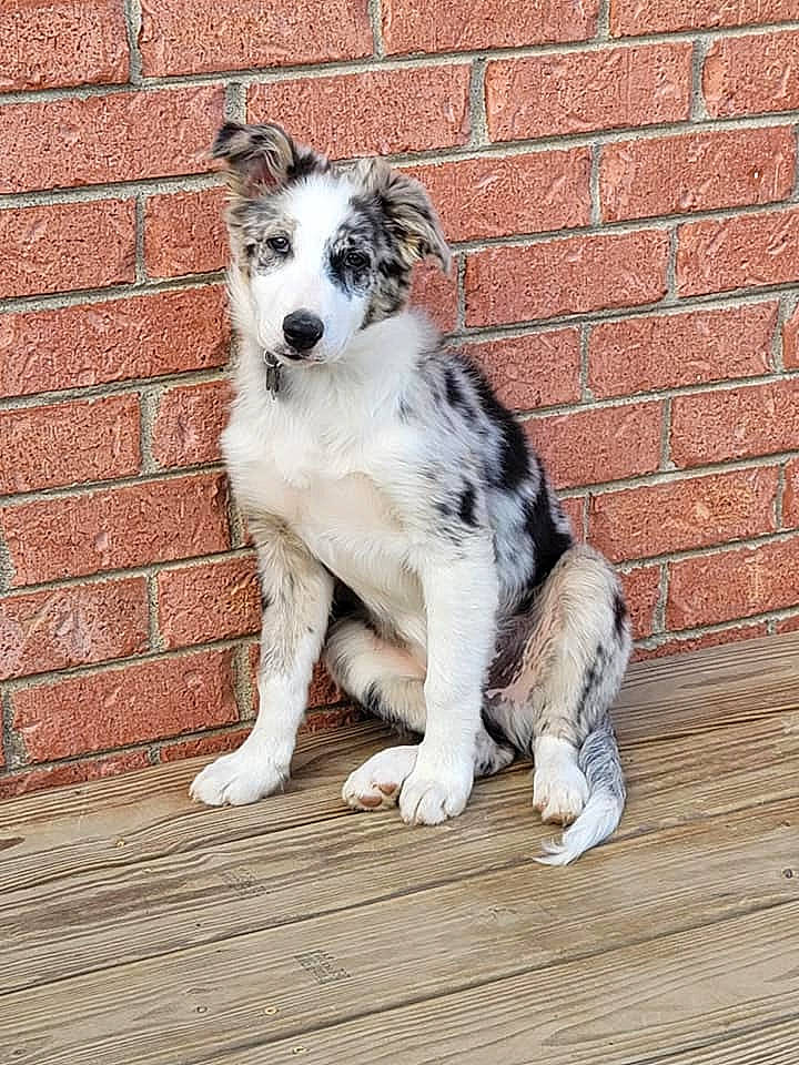 Cain is registered to the contest to win money with this photo: brick, brickwork, canidae, carnivore, companion_dog, dog, dog_breed, fur, herding_dog, mortar, paw, snout, sporting_group, street_dog, tail, terrestrial_animal, whiskers, wood, working_animal, working_dog