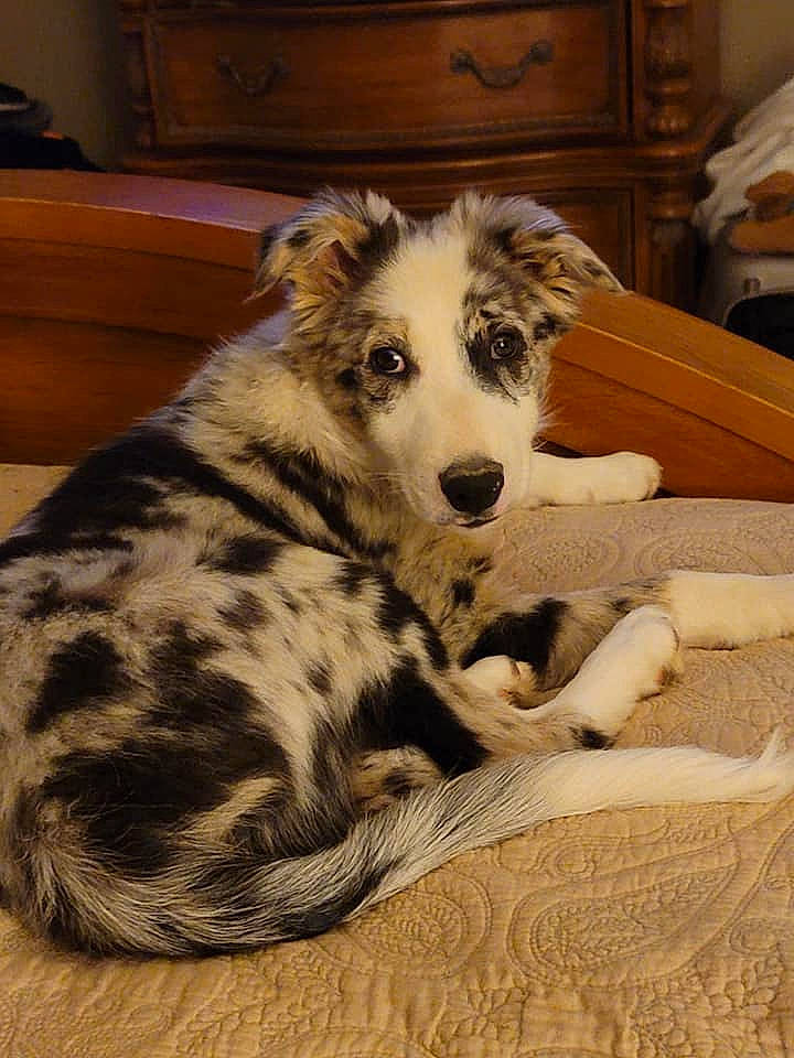 Cain joined the competition — help win amazing prizes! borzoi, cabinetry, canidae, carnivore, chest_of_drawers, comfort, companion_dog, couch, dog, dog_breed, drawer, fawn, fur, snout, sporting_group, terrestrial_animal, texas_heeler, whiskers, wood, working_animal