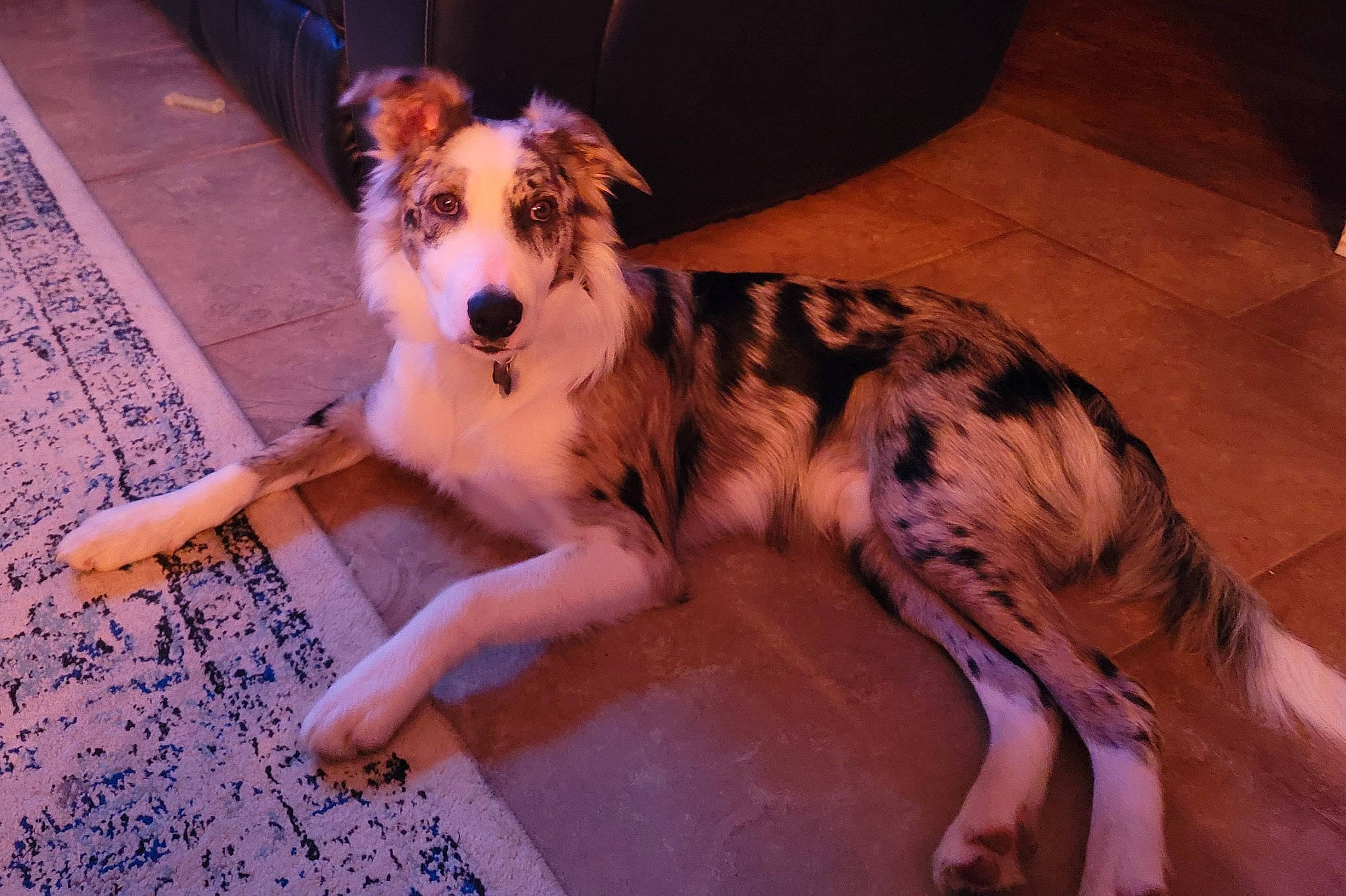 Cain joined the competition — help win amazing prizes! border_collie, canidae, carnivore, companion_dog, couch, dog, dog_breed, dog_supply, fawn, floor, flooring, foot, fur, herding_dog, paw, snout, working_dog