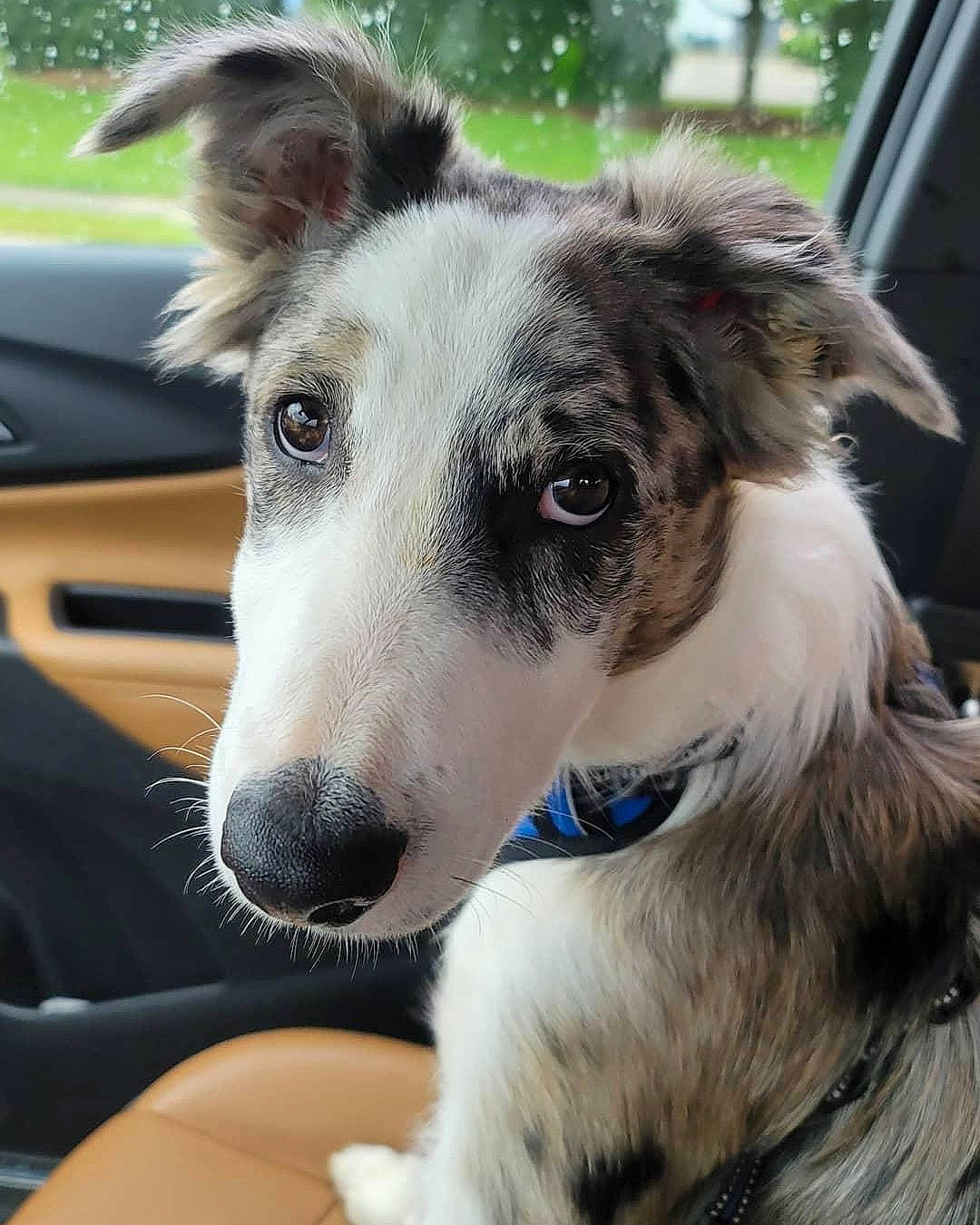 Cain joined the competition — help win amazing prizes! ancient_dog_breeds, canidae, carnivore, collar, companion_dog, dog, dog_breed, dog_collar, fur, plant, snout, sporting_group, terrestrial_animal, vehicle, whiskers, windshield, working_animal, working_dog