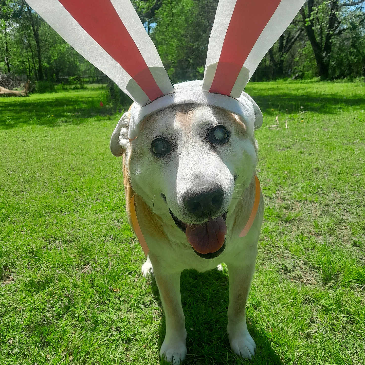 Charlie joined the competition — help win amazing prizes! animal, bunny_ears, canine, costume, cute, daylight, dog, ears, grass, greenery, happy, nature, outdoor, pet, playful, shadow, smiling, standing, sunny, tongue_out