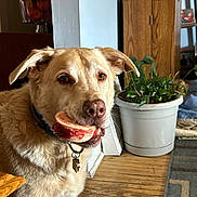 Oliver joined the competition — help win amazing prizes! dog, bone, indoor, wooden_floor, plant, potted_plant, furniture, pet, animal, collar, houseplant, canine, light_brown, dog_tag, floor, living_room, domestic, cute, portrait, mammal