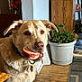 dog, bone, indoor, wooden_floor, plant, potted_plant, furniture, pet, animal, collar, houseplant, canine, light_brown, dog_tag, floor, living_room, domestic, cute, portrait, mammal