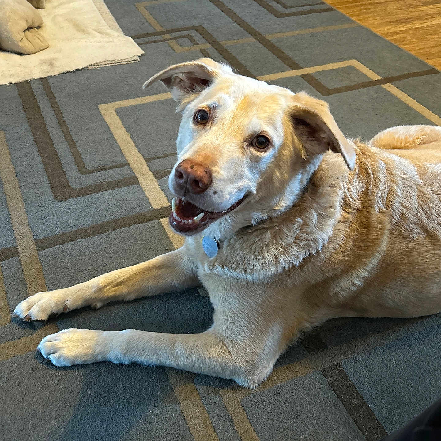 Oliver is registered to the contest to win money with this photo: animal, blanket, carpet, collar, dog, ears, eyes, floor, friendly, fur, golden_retriever, home, indoor, mouth, paws, pet, relaxed, smiling, tag, wood_floor