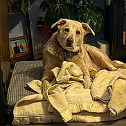 Oliver joined the competition — help win amazing prizes! animal, blanket, carpet, collar, cozy, cushion, dog, domestic, fur, furniture, home, indoor, living_room, pet, photograph, plant, portrait, relaxed, resting, yellow