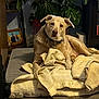 animal, blanket, carpet, collar, cozy, cushion, dog, domestic, fur, furniture, home, indoor, living_room, pet, photograph, plant, portrait, relaxed, resting, yellow
