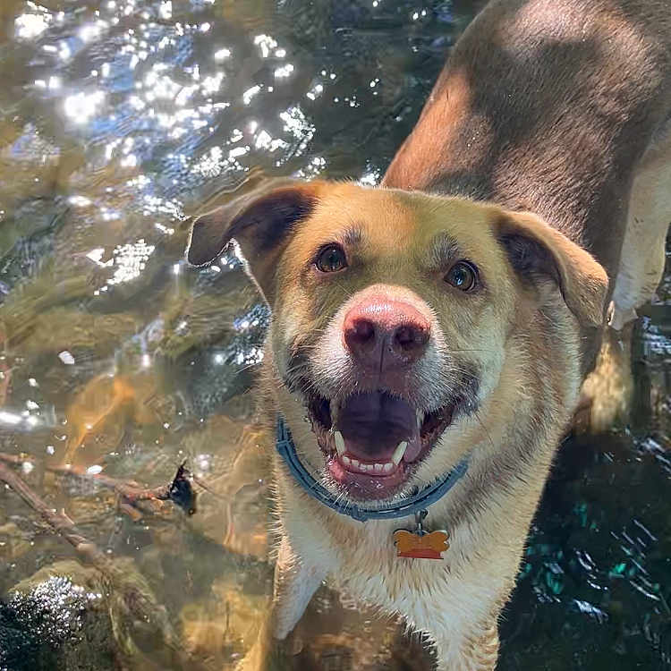 Lily joined the competition — help win amazing prizes! animal, canine, closeup, collar, daylight, dog, fur, happy, nature, outdoor, pet, playful, reflection, river, smiling, summer, sunlight, tongue, water, wet