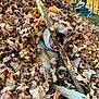 dog, leaves, stick, autumn, outdoor, nature, playful, happy, canine, fall, tree, collar, mouth_open, paw, forest, sunlight, brown, yellow, grass, daylight