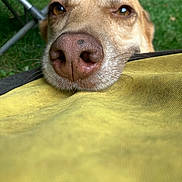 Lily is registered to the contest to win money with this photo: dog, snout, close_up, yellow_fabric, outdoor, grass, pet, animal, brown_fur, resting, eyes, canine, waiting, soft_focus, texture, nature, portrait, cute, domestic_animal, relaxed