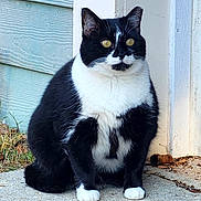 Coquette joined the competition — help win amazing prizes! cat, tuxedo_cat, sitting, outdoor, concrete, sidewalk, yellow_eyes, black_and_white, fur, pet, alert, animal, whiskers, ears, paw, house, wall, grass, nature, daylight