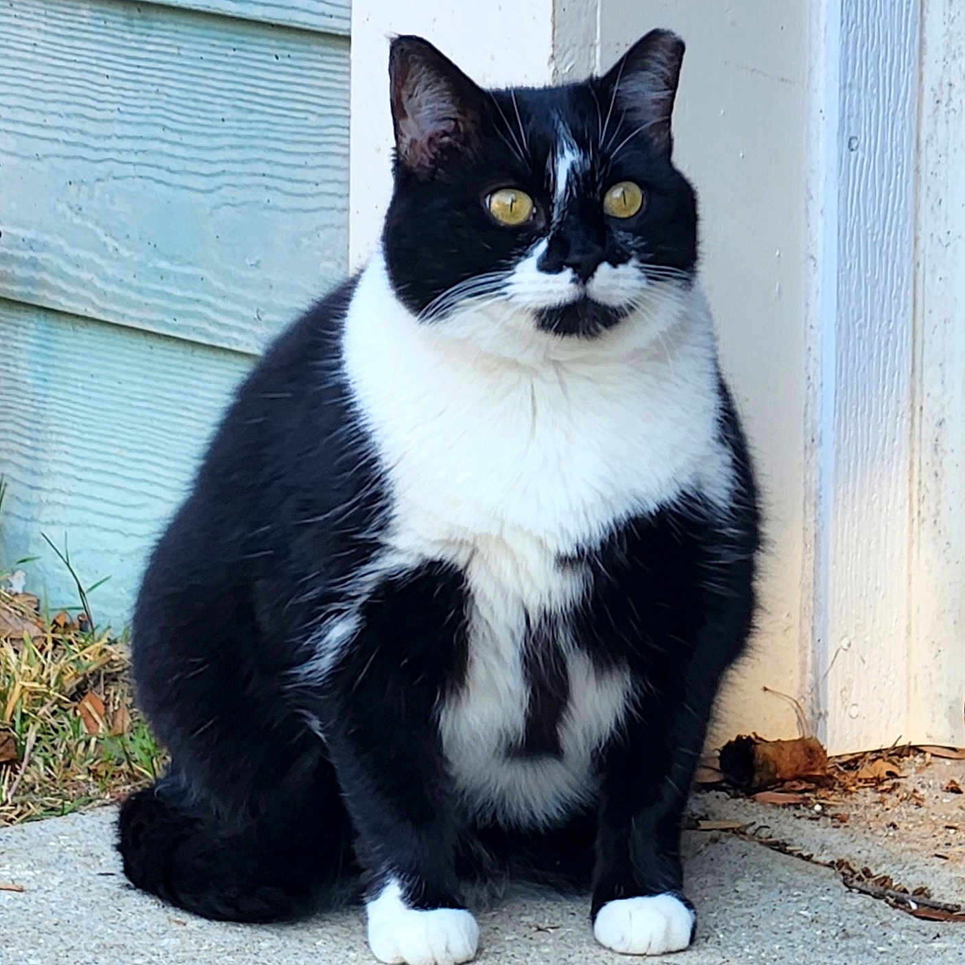 Coquette joined the competition — help win amazing prizes! alert, animal, black_and_white, cat, concrete, daylight, ears, fur, grass, house, nature, outdoor, paw, pet, sidewalk, sitting, tuxedo_cat, wall, whiskers, yellow_eyes