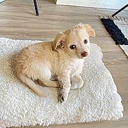Mikey J. Fox joined the competition — help win amazing prizes! puppy, dog, pet, indoor, floor, wooden_floor, rug, white_rug, fur, cute, animal, small_dog, laying_down, looking_up, young_dog, domestic_animal, cozy, home, curious, light_fur