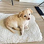 puppy, dog, pet, indoor, floor, wooden_floor, rug, white_rug, fur, cute, animal, small_dog, laying_down, looking_up, young_dog, domestic_animal, cozy, home, curious, light_fur