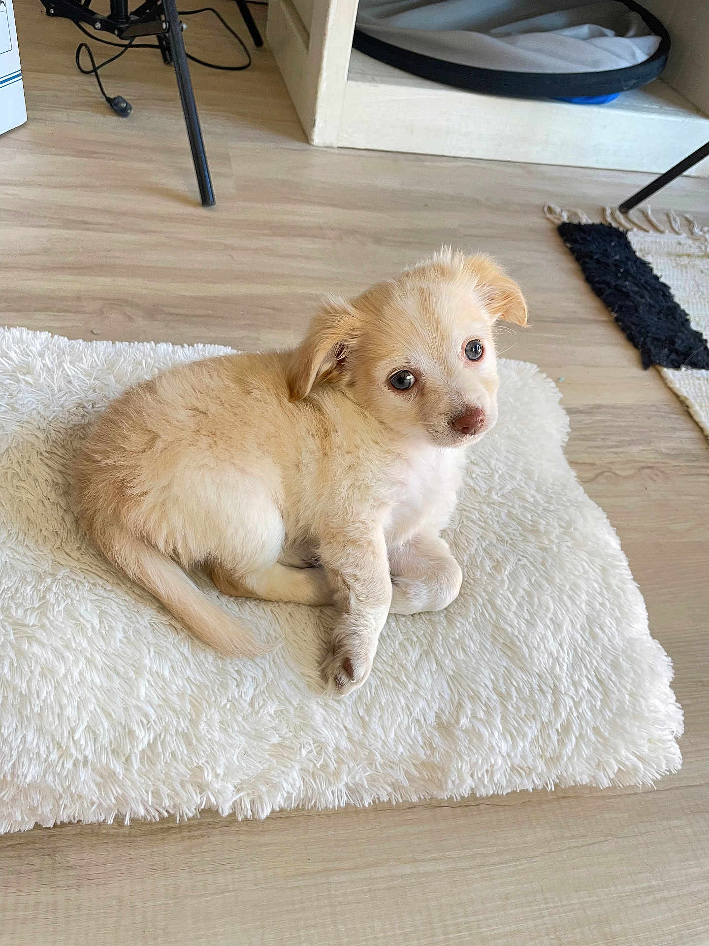 Mikey J. Fox joined the competition — help win amazing prizes! puppy, dog, pet, indoor, floor, wooden_floor, rug, white_rug, fur, cute, animal, small_dog, laying_down, looking_up, young_dog, domestic_animal, cozy, home, curious, light_fur