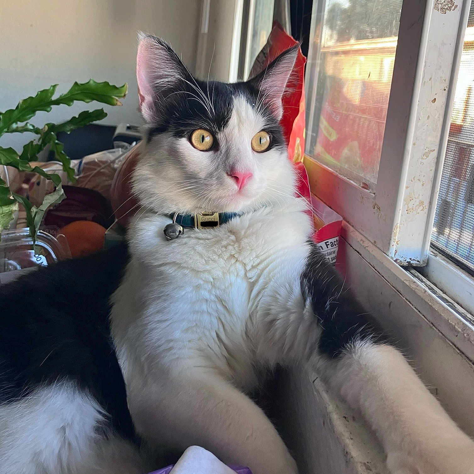 Guc is registered to the contest to win money with this photo: black_and_white, cat, closeup, collar, curious, domestic_animal, feline, fur, golden_eyes, gucci, household, indoor, pet, pink_nose, plant, relaxed, resting, sunlight, whiskers, window