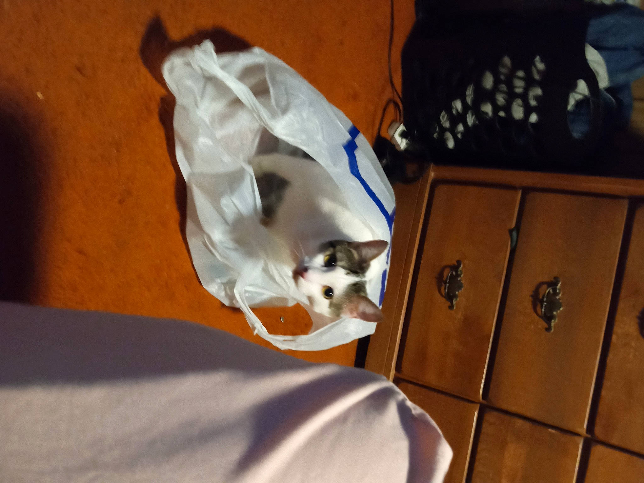 Ceecee joined the competition — help win amazing prizes! bag, box, cabinetry, canidae, carnivore, cat, companion_dog, dog_breed, drawer, fawn, felidae, flooring, hardwood, linens, room, small_to_medium_sized_cats, sporting_group, whiskers, wood, wood_stain