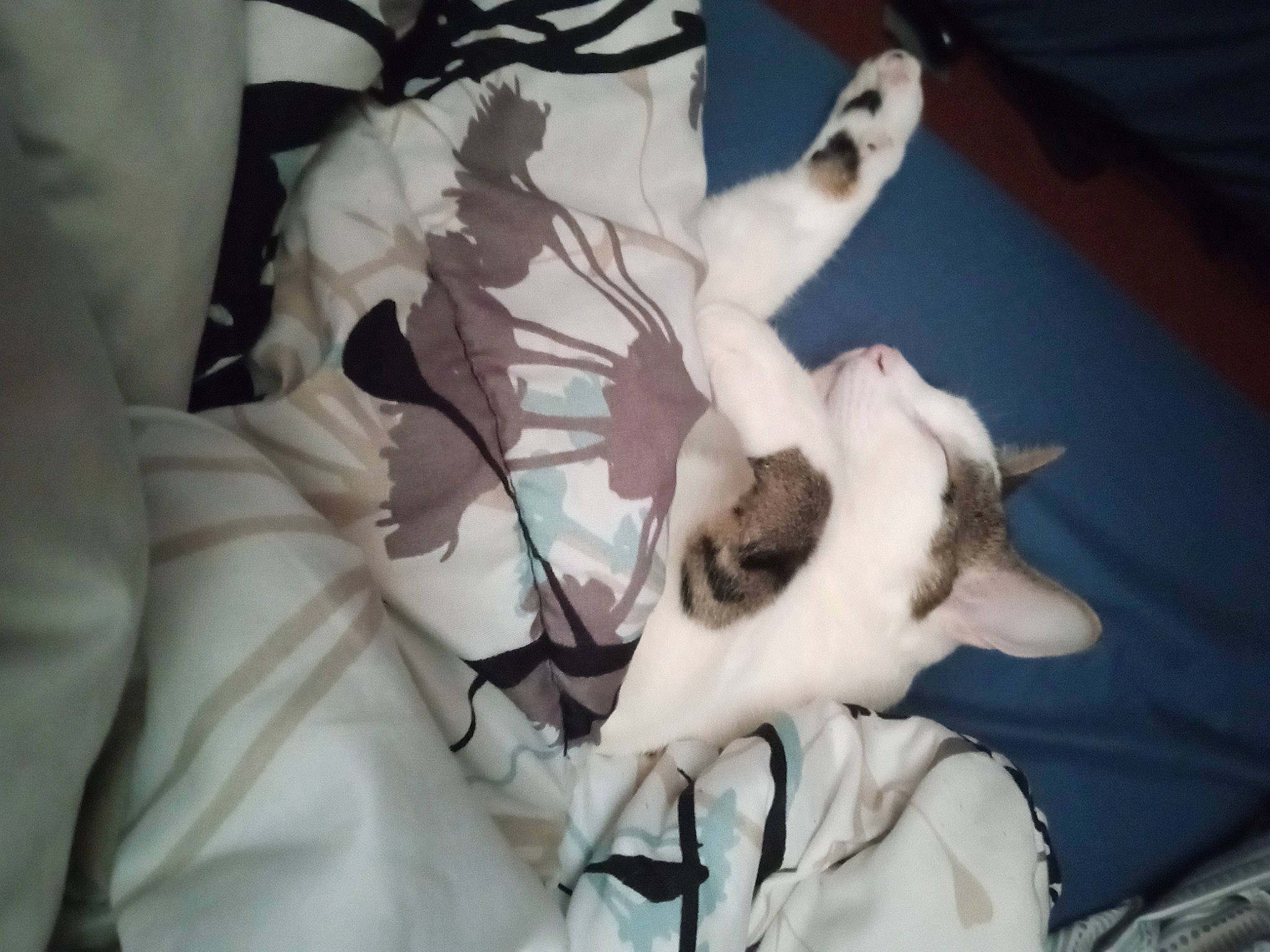 Ceecee is registered to the contest to win money with this photo: comfort, companion_dog, dog_breed, felidae, fictional_character, fur, gesture, linens, petal, room, small_to_medium_sized_cats, tail, whiskers, wood