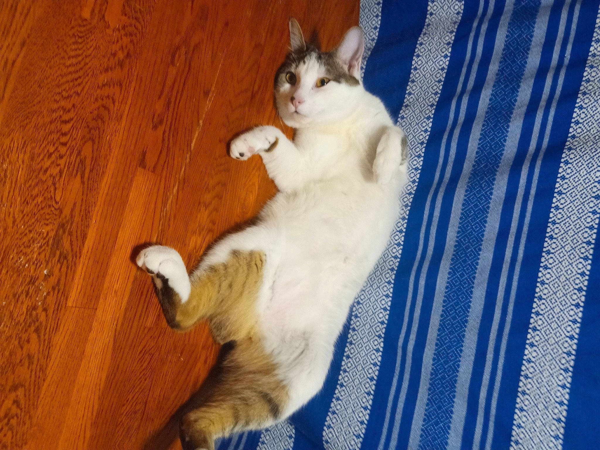 Ceecee joined the competition — help win amazing prizes! carnivore, cat, claw, comfort, domestic_short_haired_cat, fawn, felidae, flooring, foot, fur, hardwood, paw, small_to_medium_sized_cats, tail, textile, whiskers, wood, wood_flooring, wood_stain