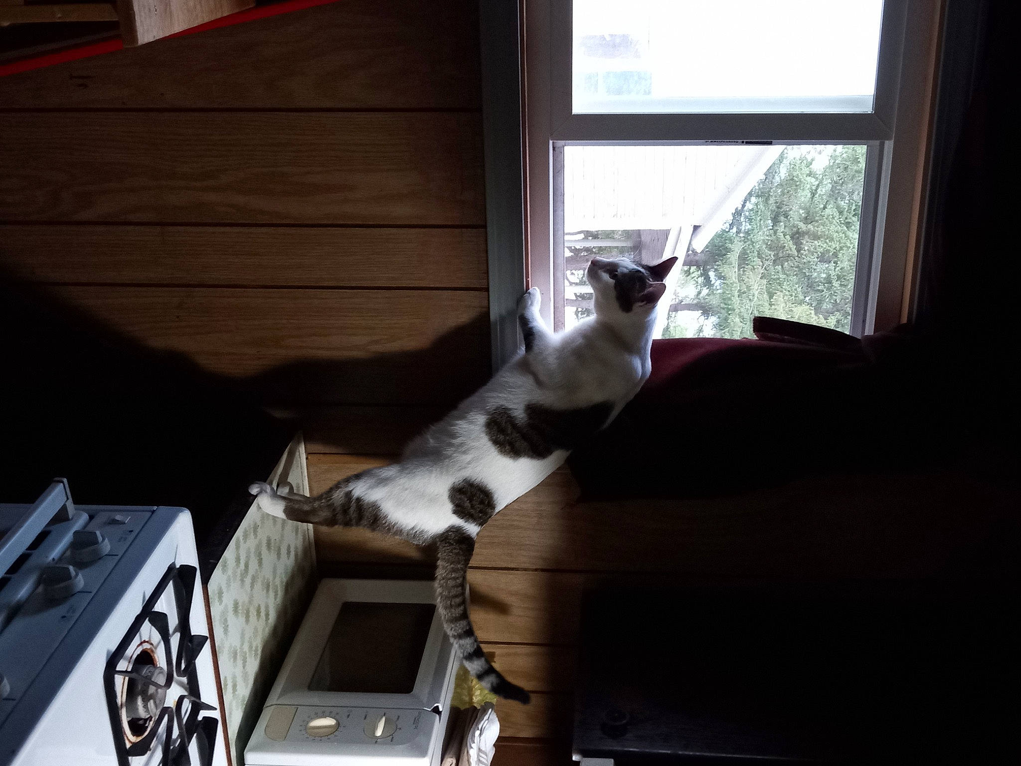 Ceecee joined the competition — help win amazing prizes! canidae, carnivore, cat, comfort, couch, domestic_short_haired_cat, felidae, flooring, fur, hardwood, room, small_to_medium_sized_cats, sporting_group, tail, whiskers, window, wood