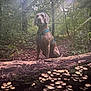 Hector participe au concours pour gagner de l'argent avec cette photo : dog, forest, mushrooms, log, sunlight, trees, nature, path, leaves, outdoor, canine, harness, flora, woodland, sitting, greenery, natural_light, scenic, quiet, wildlife