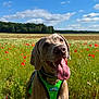 Hector a rejoint le concours — aidez-le/la à gagner de superbes lots ! dog, canine, field, flowers, poppies, green_harness, tongue_out, happy, outdoor, nature, sky, clouds, grass, summer, pet, animal, portrait, sunlight, daytime, excited