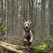 Hector participe au concours pour gagner de l'argent avec cette photo : dog, forest, trees, leaves, fallen_log, moss, nature, outdoor, jumping, running, happy, animal, canine, motion, excited, ears_up, woodland, wildlife, daylight, ground