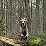dog, forest, trees, leaves, fallen_log, moss, nature, outdoor, jumping, running, happy, animal, canine, motion, excited, ears_up, woodland, wildlife, daylight, ground